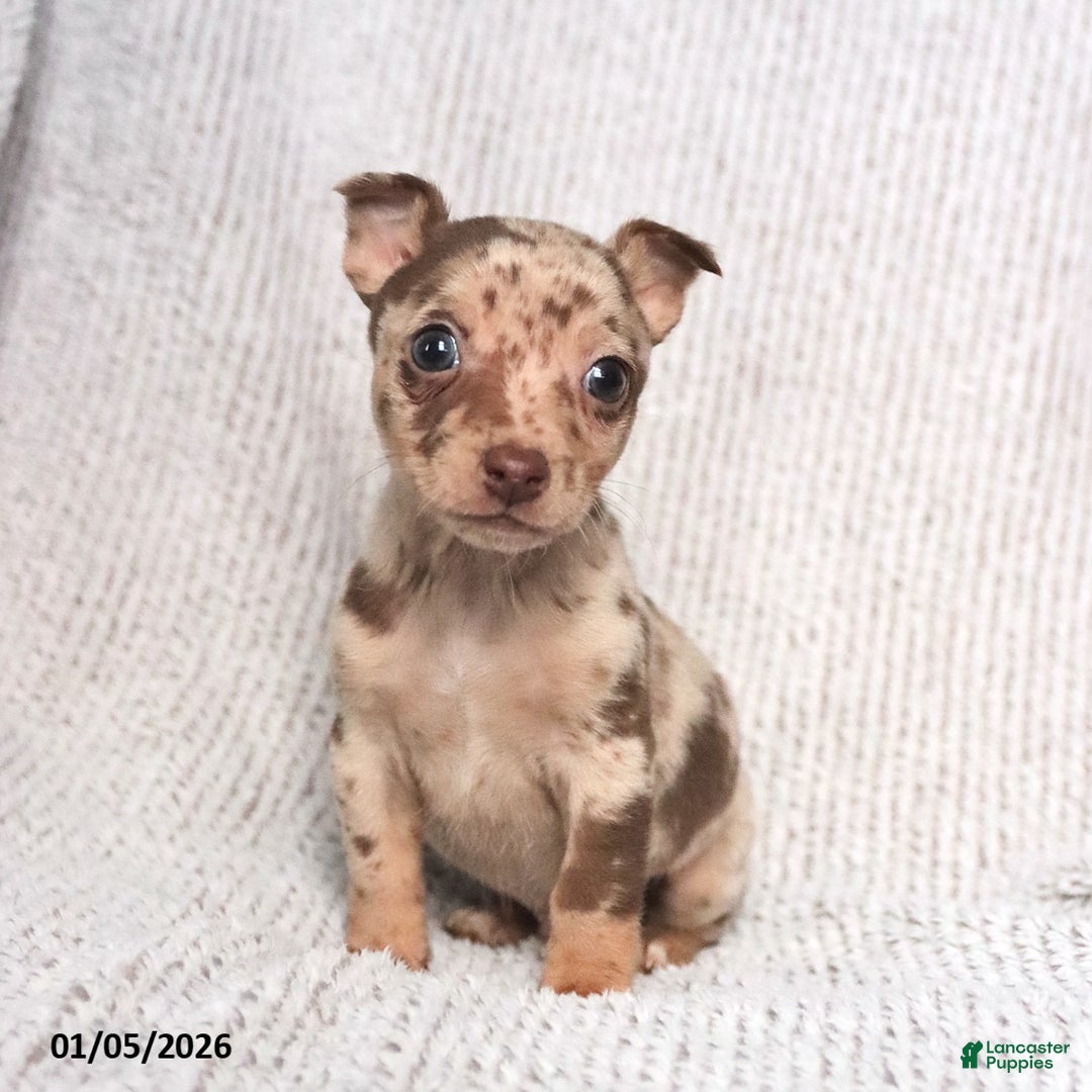 Mixed Breed dogs for sale: Sunny  - Ad 3