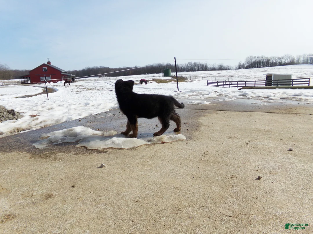 German Shepherd dogs for sale: Chloe - Ad 3