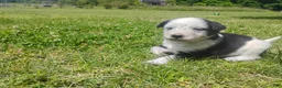 Mixed Breed dogs for sale: Mixed Breed Puppy 6 - Ad 5