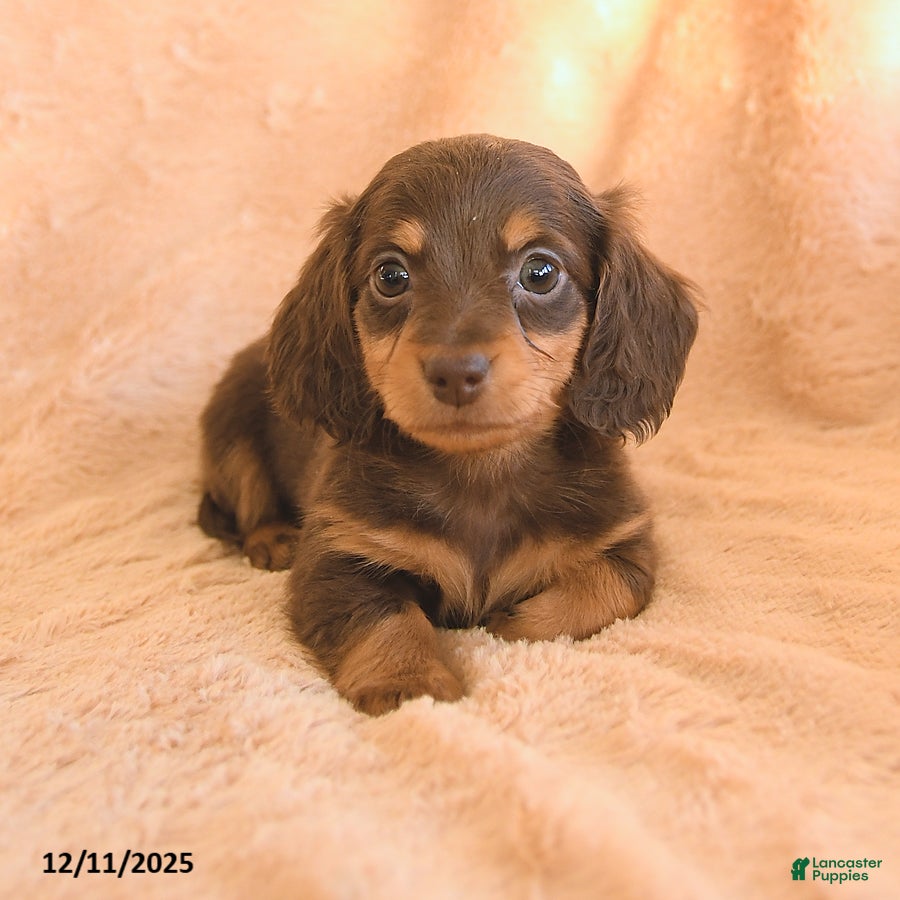 Miniature Dachshund dogs Sweet Pea - Ad 5