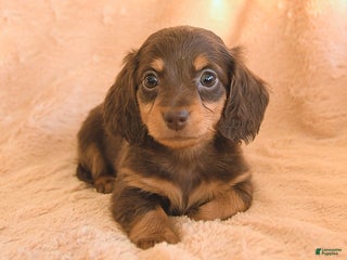 Miniature Dachshund dogs for sale: Sweet Pea - Ad 3