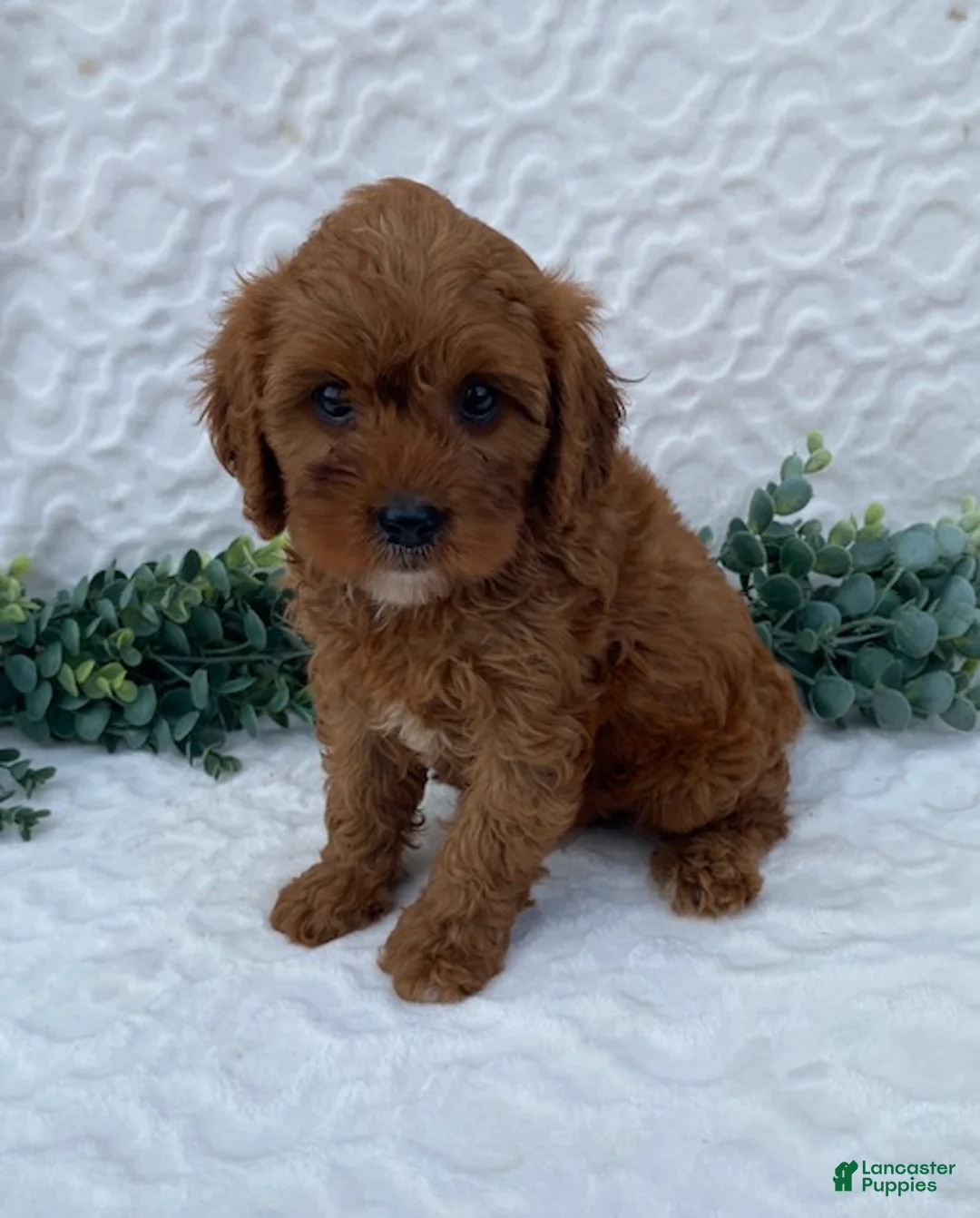 Cavapoo dogs for sale: Norman - Ad 1
