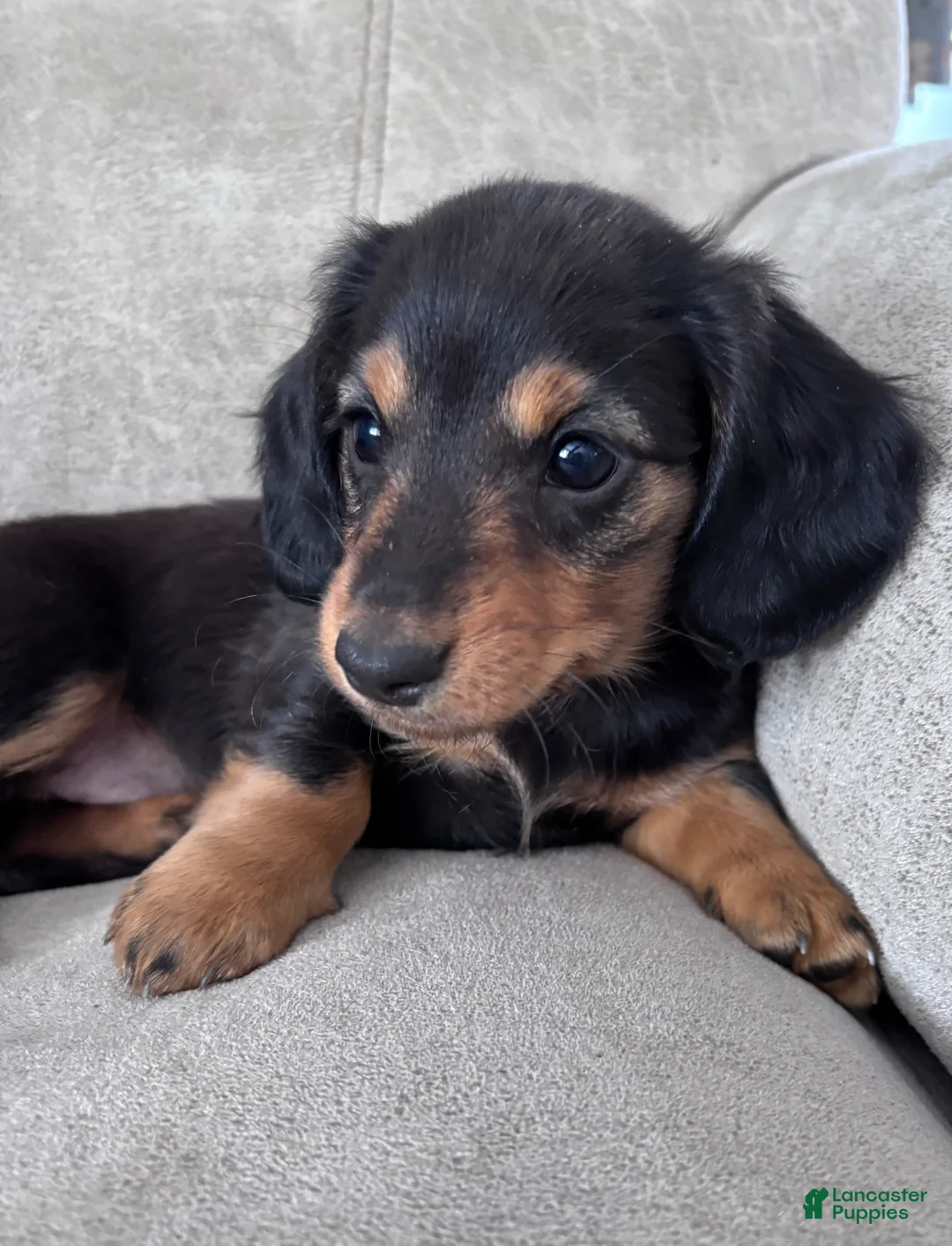 Miniature Dachshund dogs for sale: Raven - Ad 3