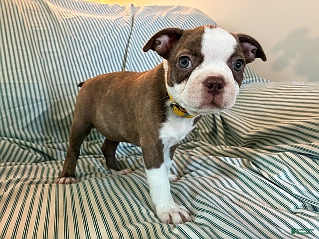 Boston Terrier dogs Carla - Ad 1