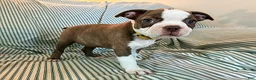 Boston Terrier dogs for sale: Carla - Ad 1