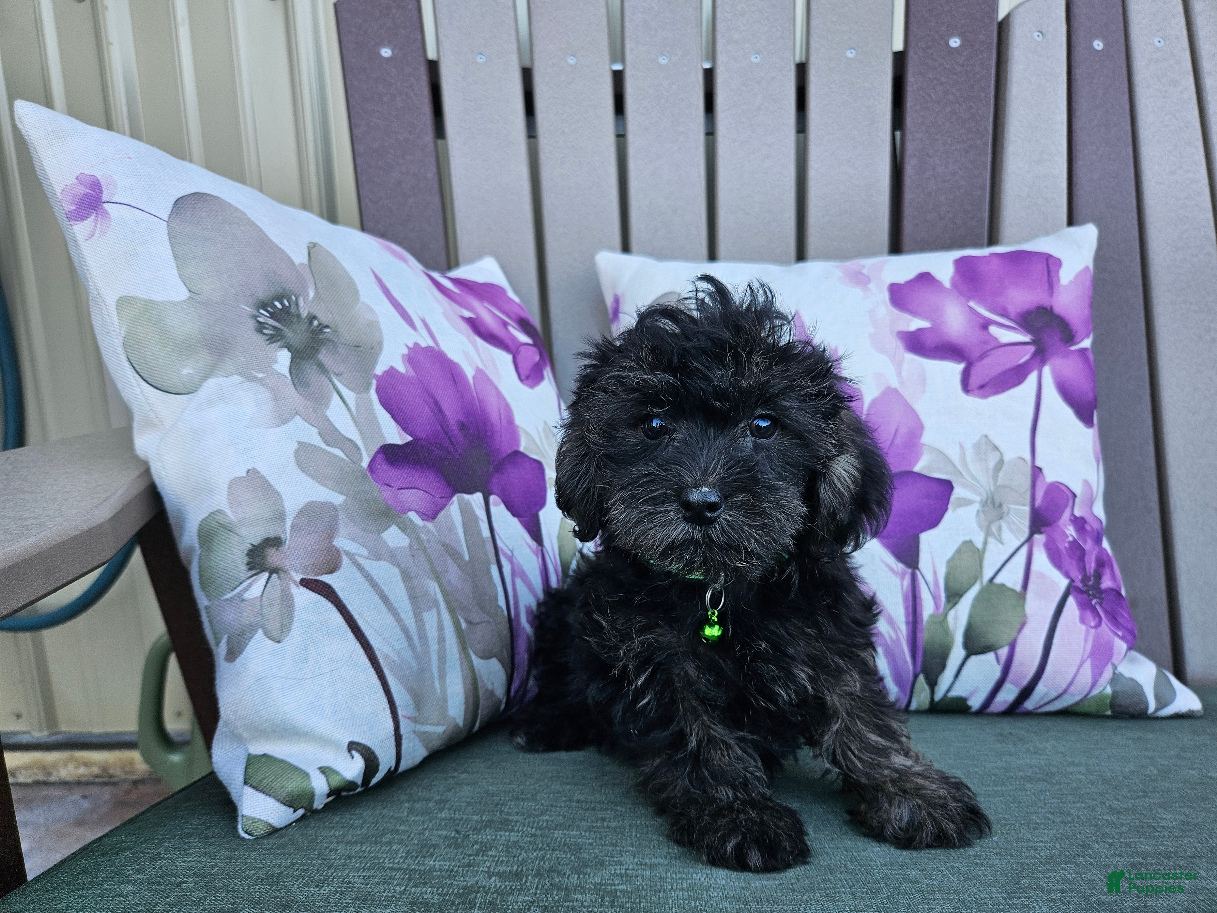 Yorkiepoo