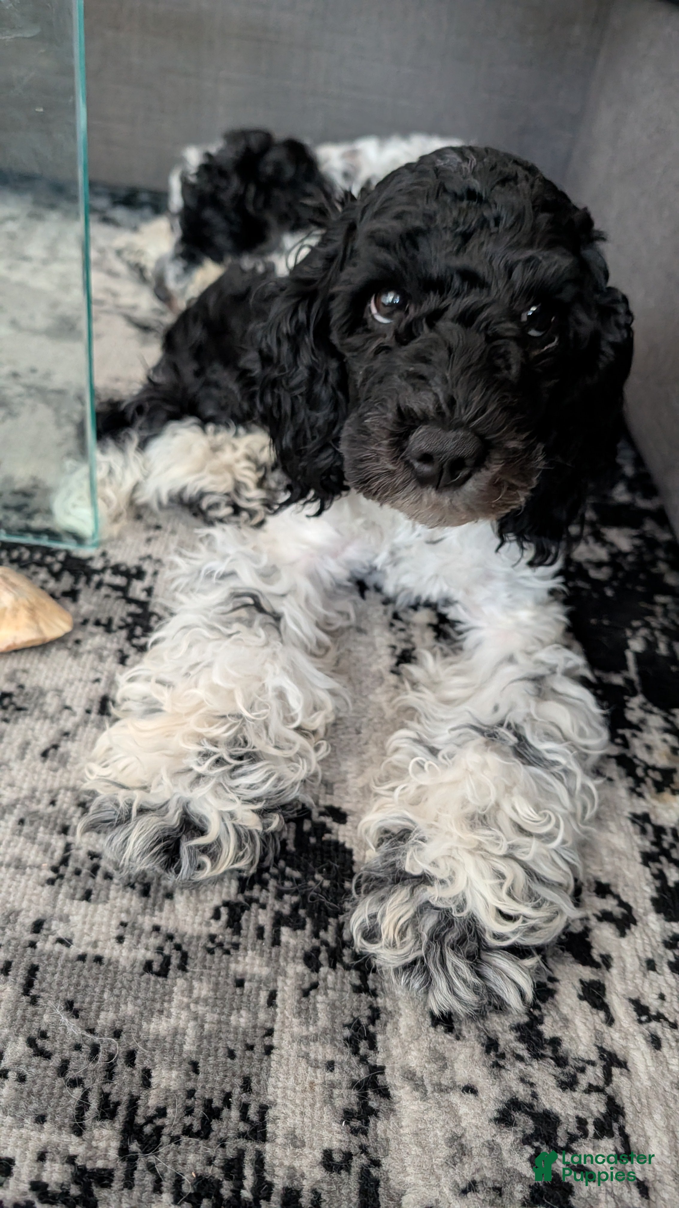 Cockapoo dogs Raven (F2b) - Ad 9