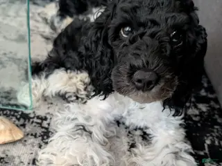 Cockapoo dogs Raven (F2b) - Ad 9