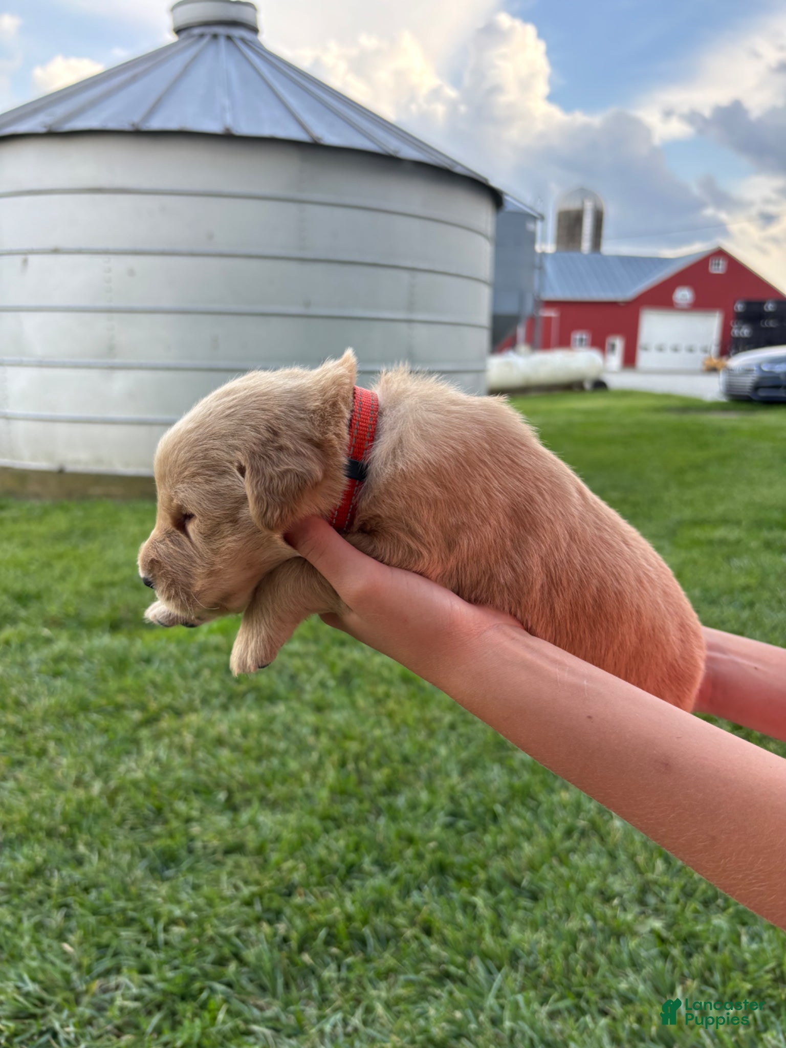 Golden Retriever Puppy 1