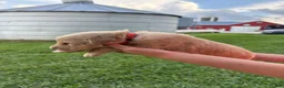 Golden Retriever dogs for sale: Golden Retriever Puppy 1 - Ad 1