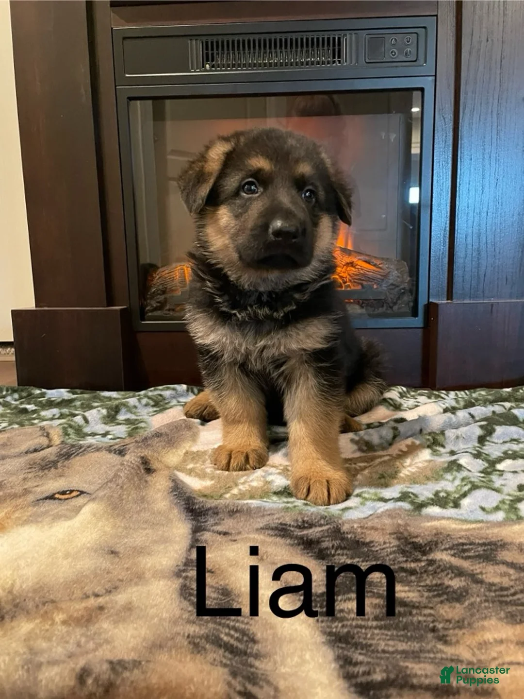 German Shepherd dogs for sale: Liam - Ad 1