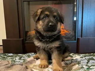 German Shepherd dogs Liam - Ad 36