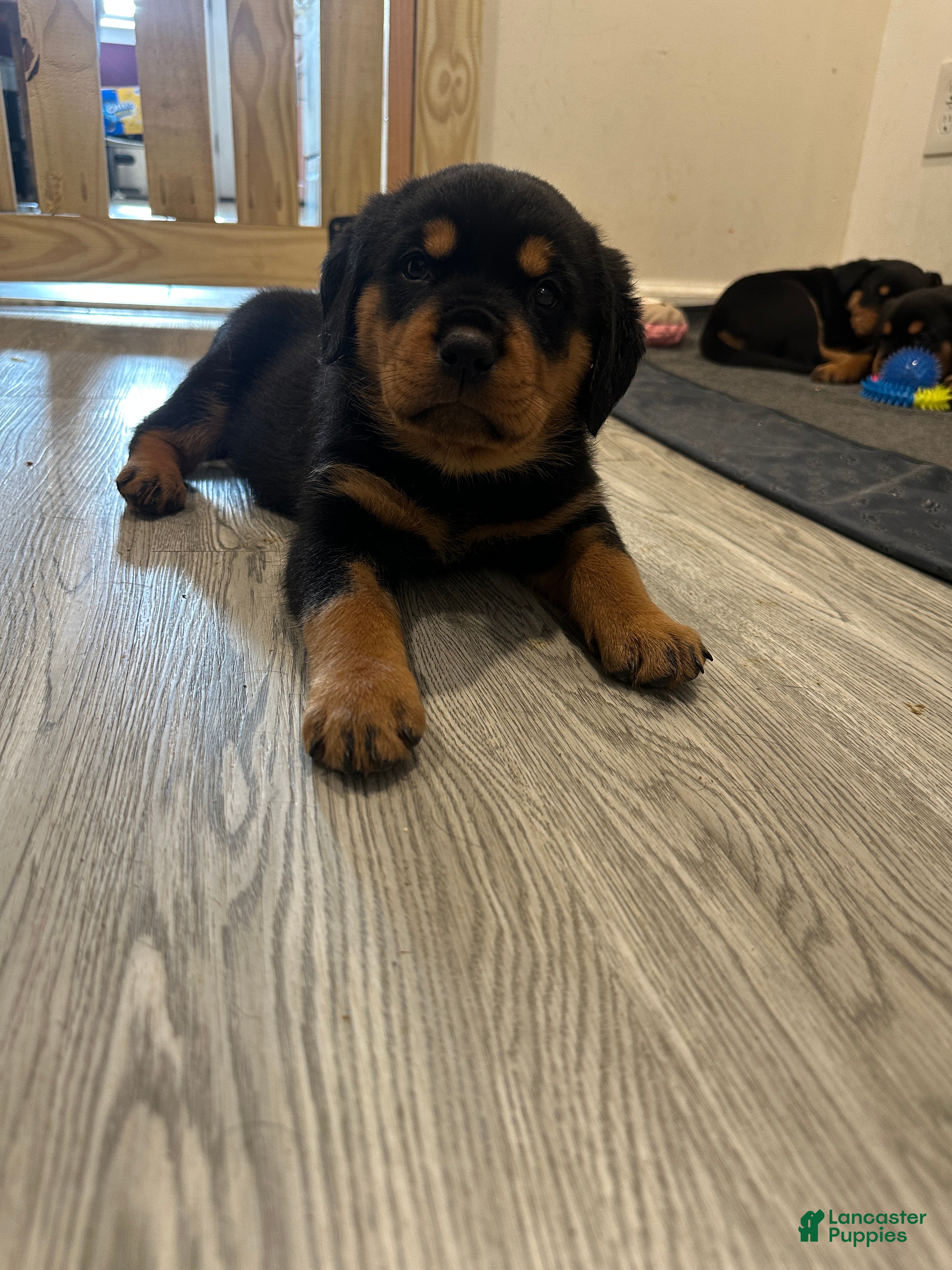 Rottweiler dogs Skyla  - Ad 19