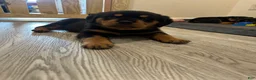 Rottweiler dogs for sale: Skyla  - Ad 1