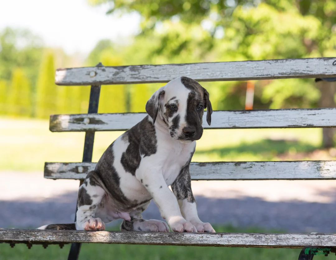 Great Dane dogs for sale: Ace - Ad 2