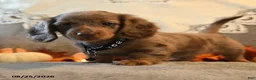 Dachshund dogs for sale: Patsy - Ad 4