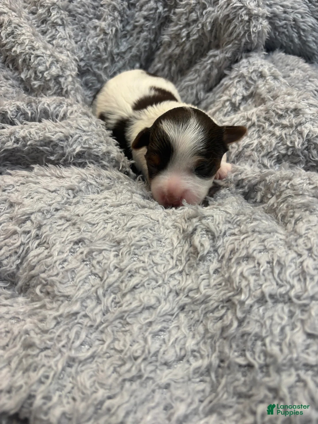 Yorkshire Terrier dogs for sale: Autumn  - Ad 2