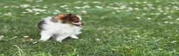 Pomeranian dogs for sale: ACA Minnie  - Ad 6