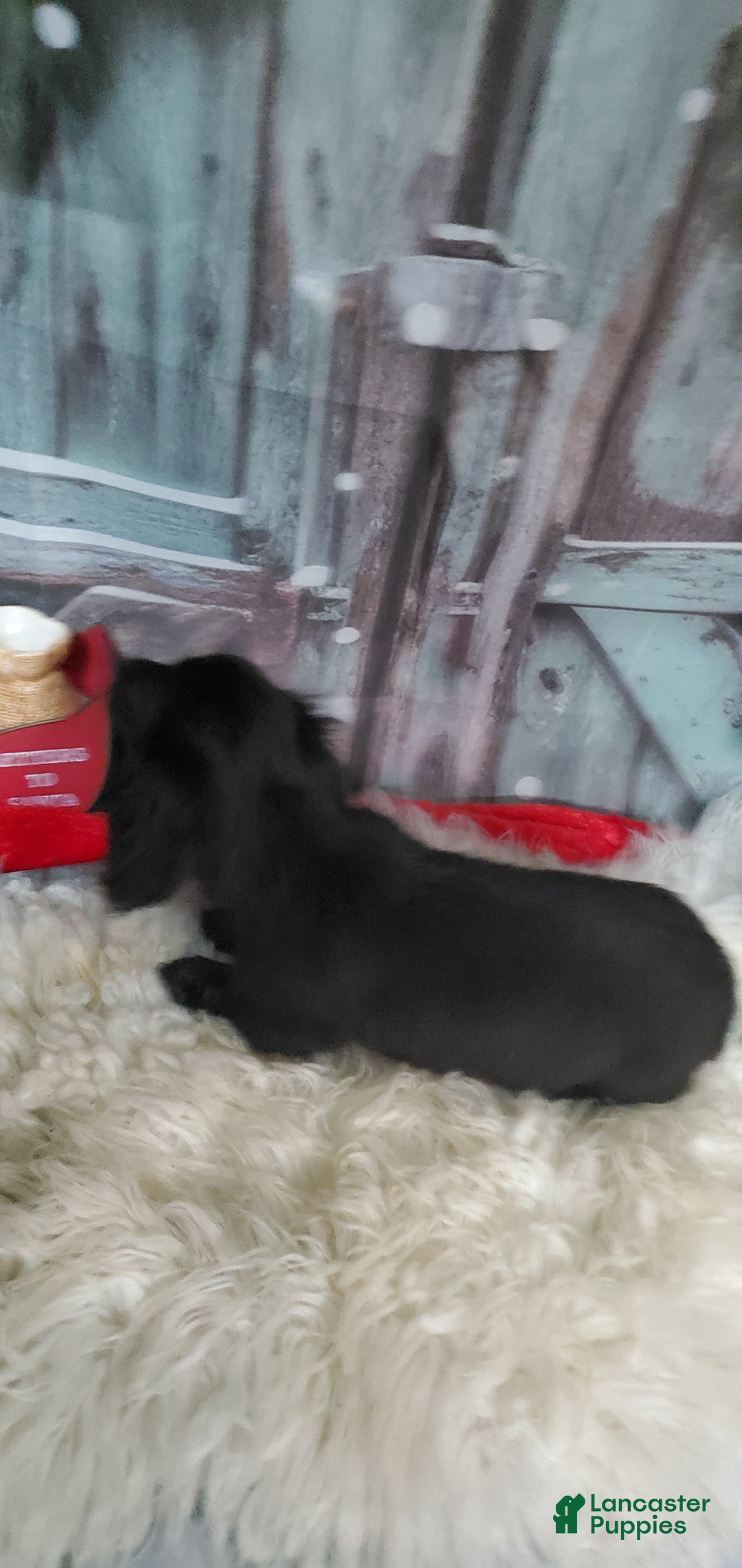 Miniature Dachshund dogs for sale: Zorro - Ad 2