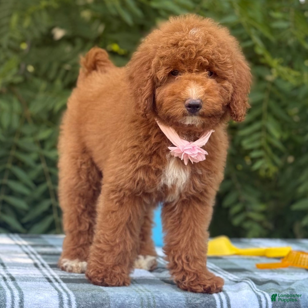 Goldendoodle dogs Goldendoodle 1 - Ad 36
