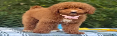 Goldendoodle 1
