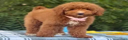 Goldendoodle dogs for sale: Goldendoodle 1 - Ad 1
