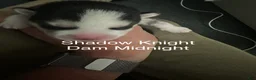Siberian Husky dogs for sale: Shadow Night - Ad 5