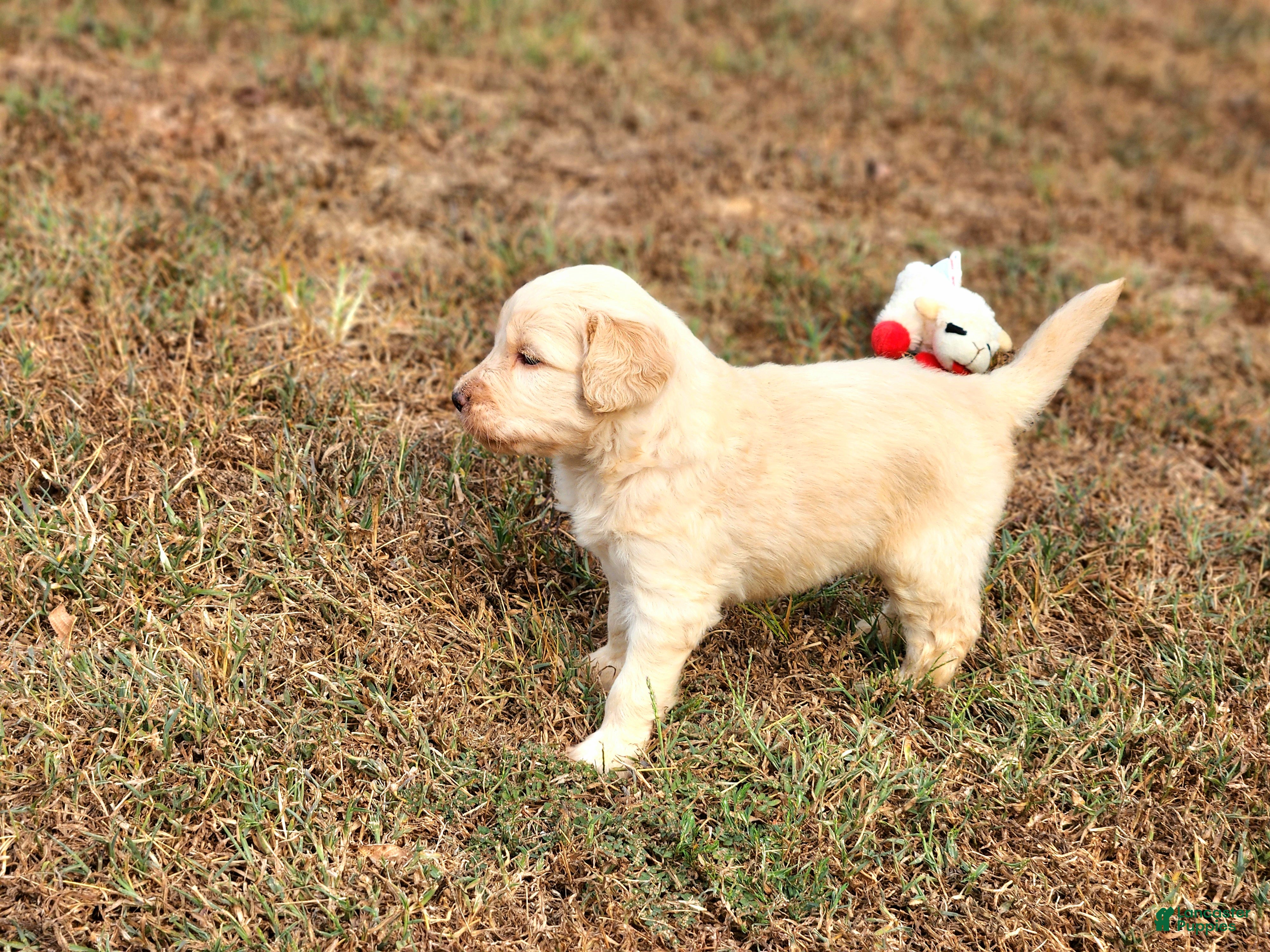 Goldendoodle dogs Maury - Ad 2
