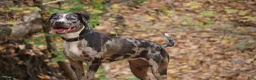 American Bully dogs for sale: Jet - Ad 11