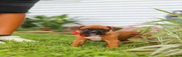 Boxer dogs for sale: Rascal - Ad 13