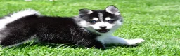 Pomsky dogs for sale: Oreo - Ad 7