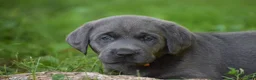 Labrador Retriever dogs for sale: Meadow - Ad 3