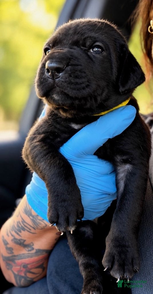 Cane Corso dogs Velvet - Ad 1