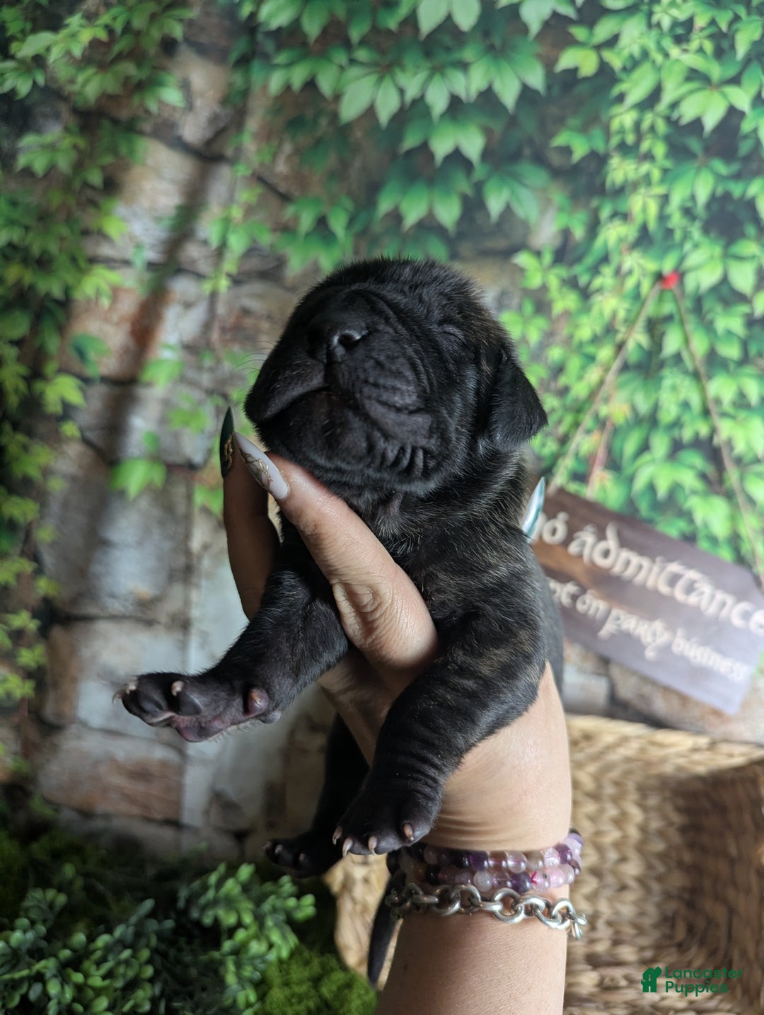 Great Dane dogs for sale: Boromir Brindle Male Great Dane Puppy  - Ad 5