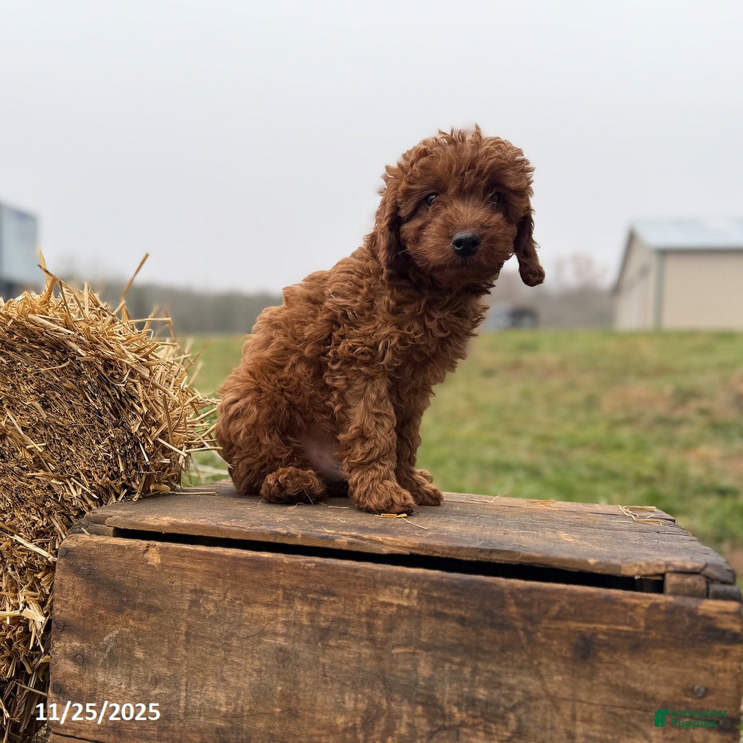 Irish Doodle dogs for sale: Frosty - Ad 4