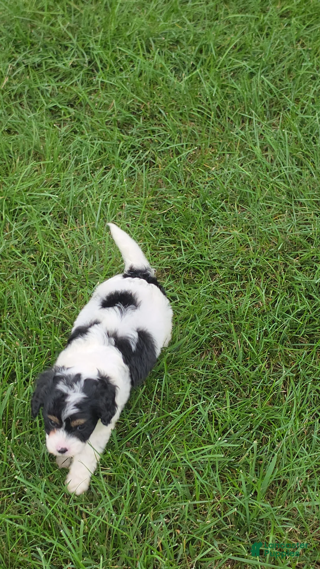 Cavapoo dogs for sale: Leo - Ad 6