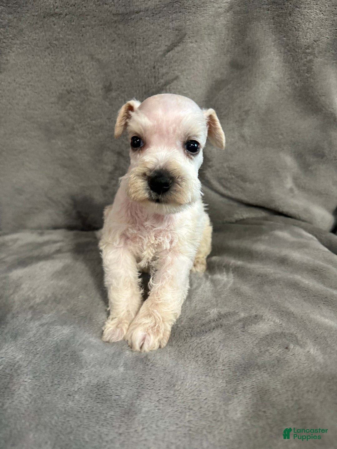Miniature Schnauzer dogs for sale: Jack - Ad 3
