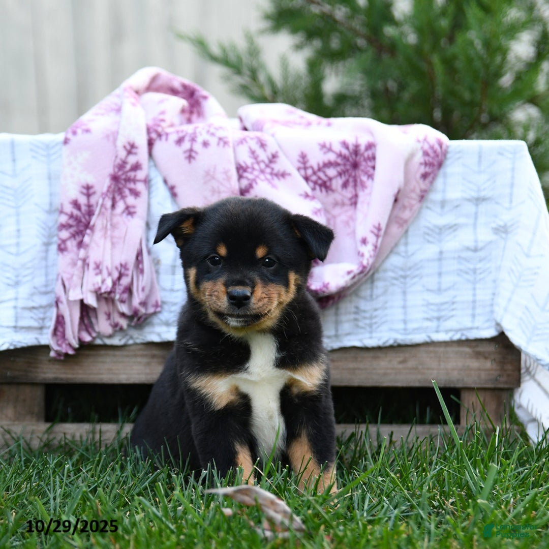 Mixed Breed dogs for sale: Millie - Ad 5