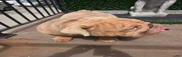 English Bulldog dogs for stud: OPEN FOR STUD - Ad 39