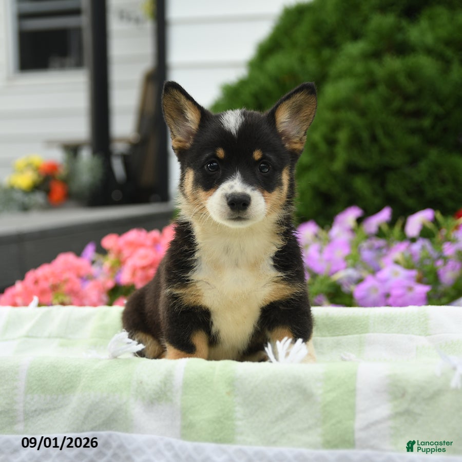 Welsh Corgi Pembroke dogs Harper - Ad 1
