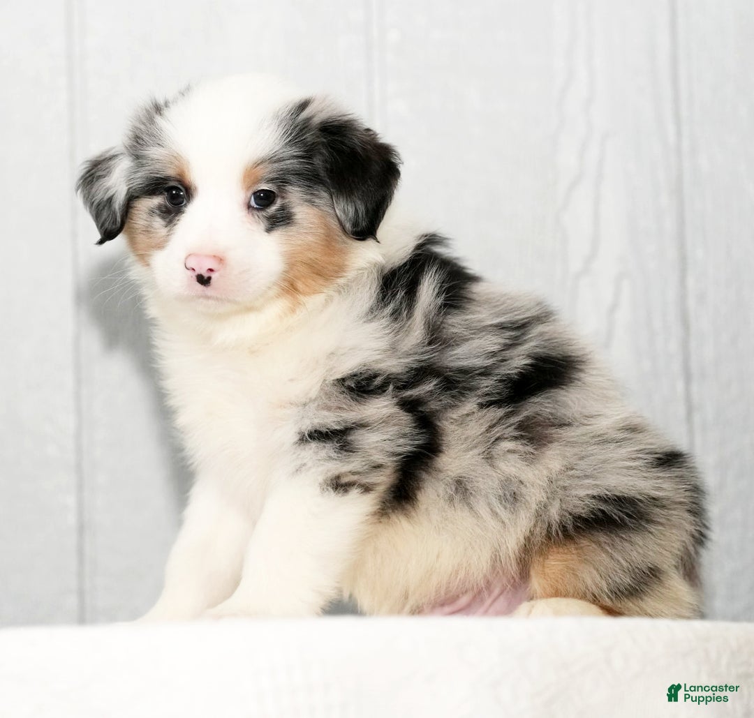 Miniature Australian Shepherd dogs for sale: Darrel - Ad 8