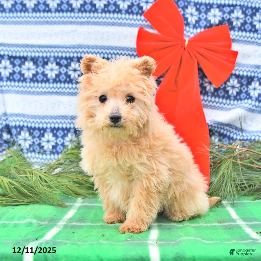 Pomapoo dogs Lil Taffy - Ad 6