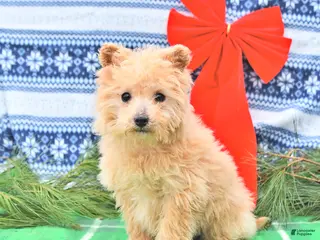 Pomapoo dogs Lil Taffy - Ad 2