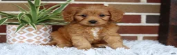 Cavapoo dogs for sale: Simba - Ad 2