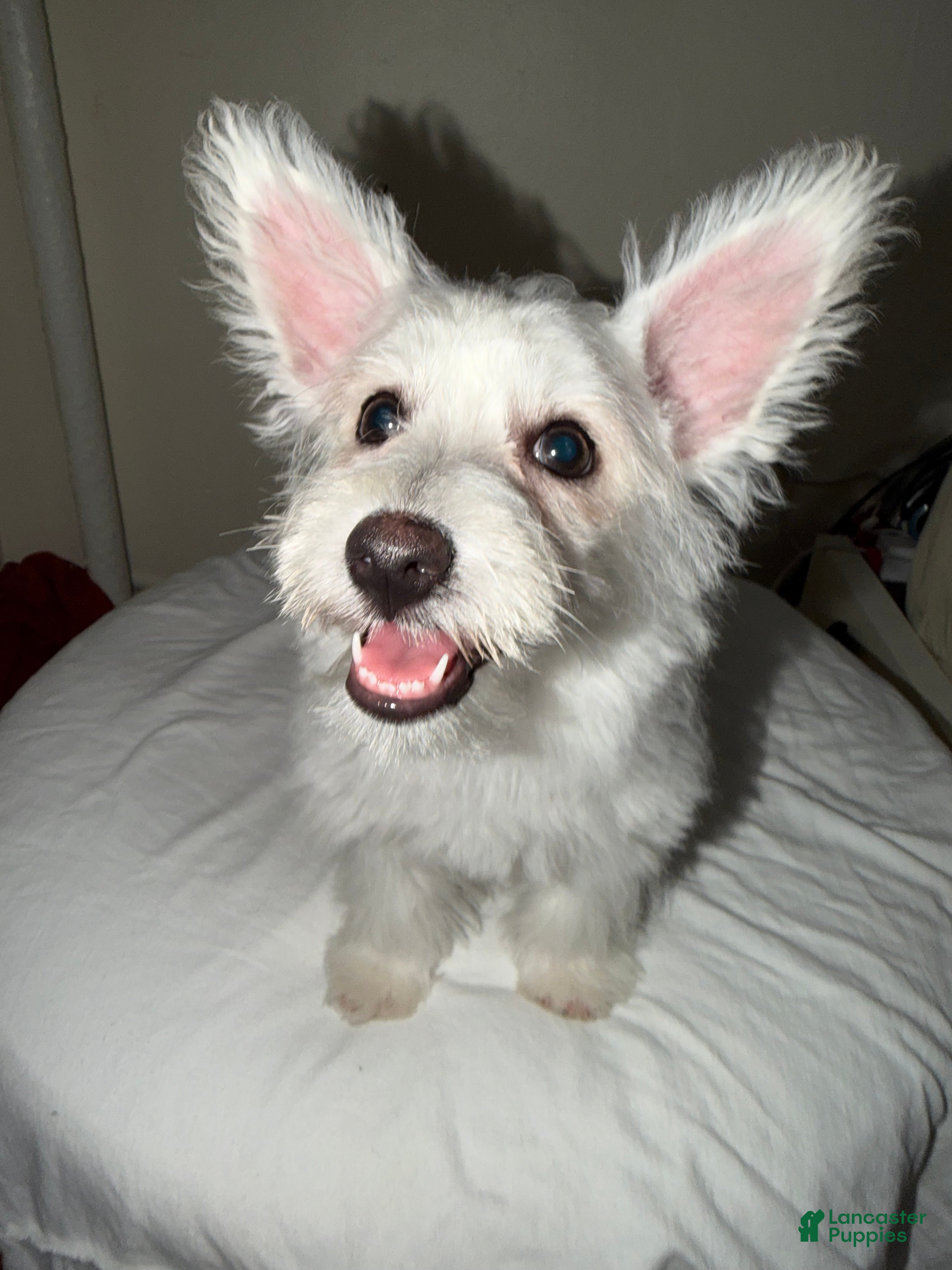 Westiepoo dogs Snowflake  - Ad 1