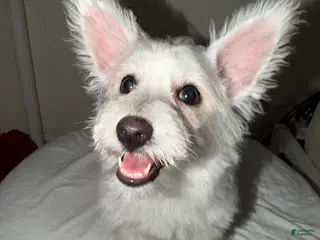 Westiepoo dogs for sale: Snowflake - Ad 1
