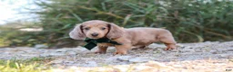 Dachshund dogs for sale: Alex - Ad 8