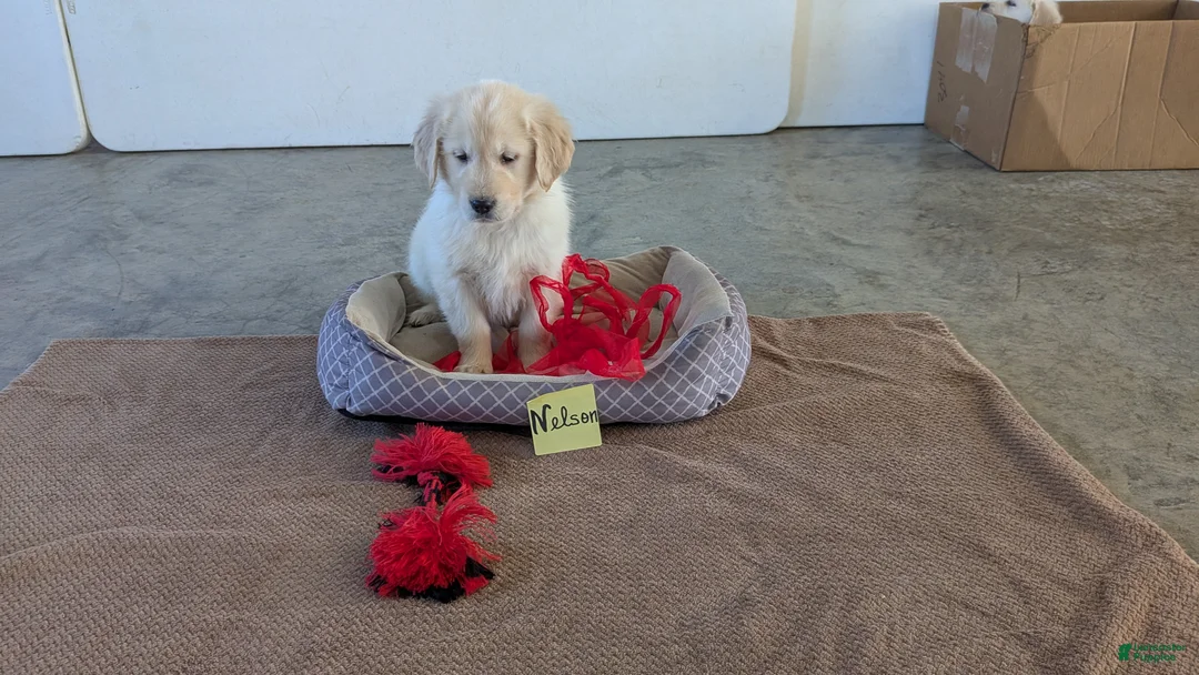 Golden Retriever dogs for sale: Nelson - Ad 1