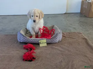 Golden Retriever dogs Nelson - Ad 17