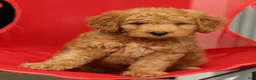 Mini Goldendoodle dogs for sale: Sunny - Ad 6